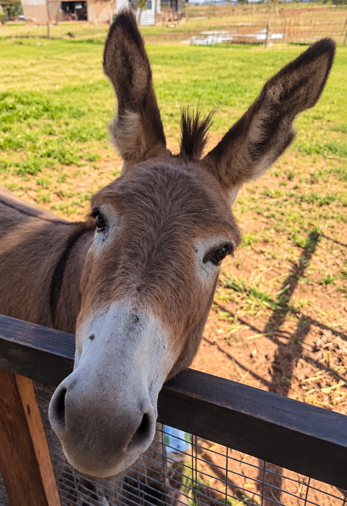 Vlakvark Guesthouse's donkey security guard standing on patrol