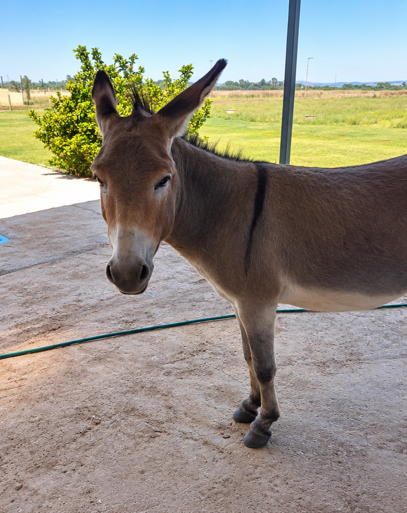 Close-up of the Vlakvark Guesthouse donkey looking over the fence