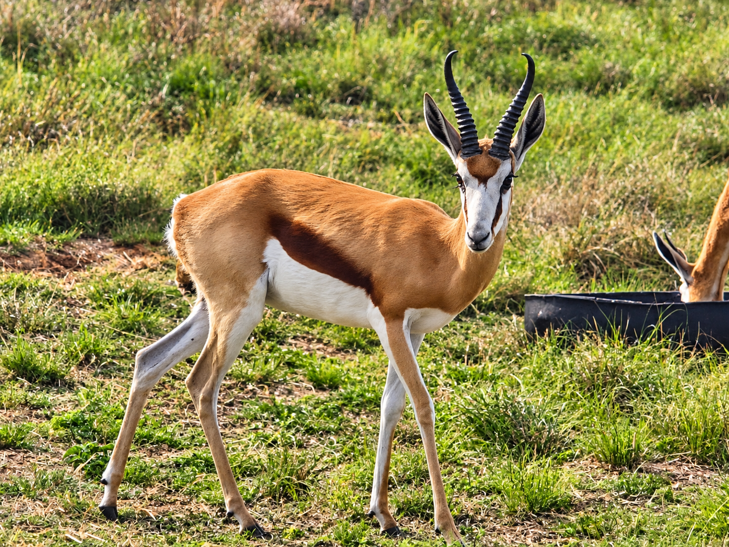 Willie the springbok standing in the grass at Vlakvark Guesthouse