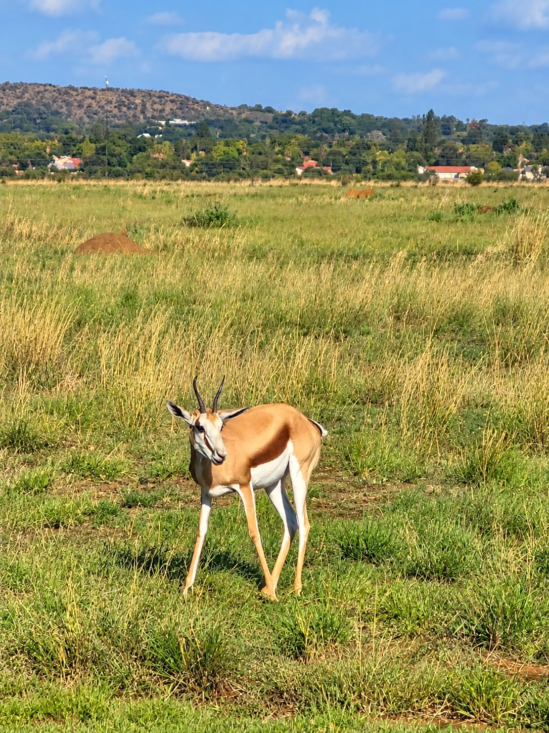 Bettie the springbok standing in the grass with the fence removed