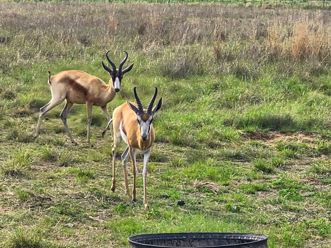One of Bettie’s springbok cleaning team, photo 1