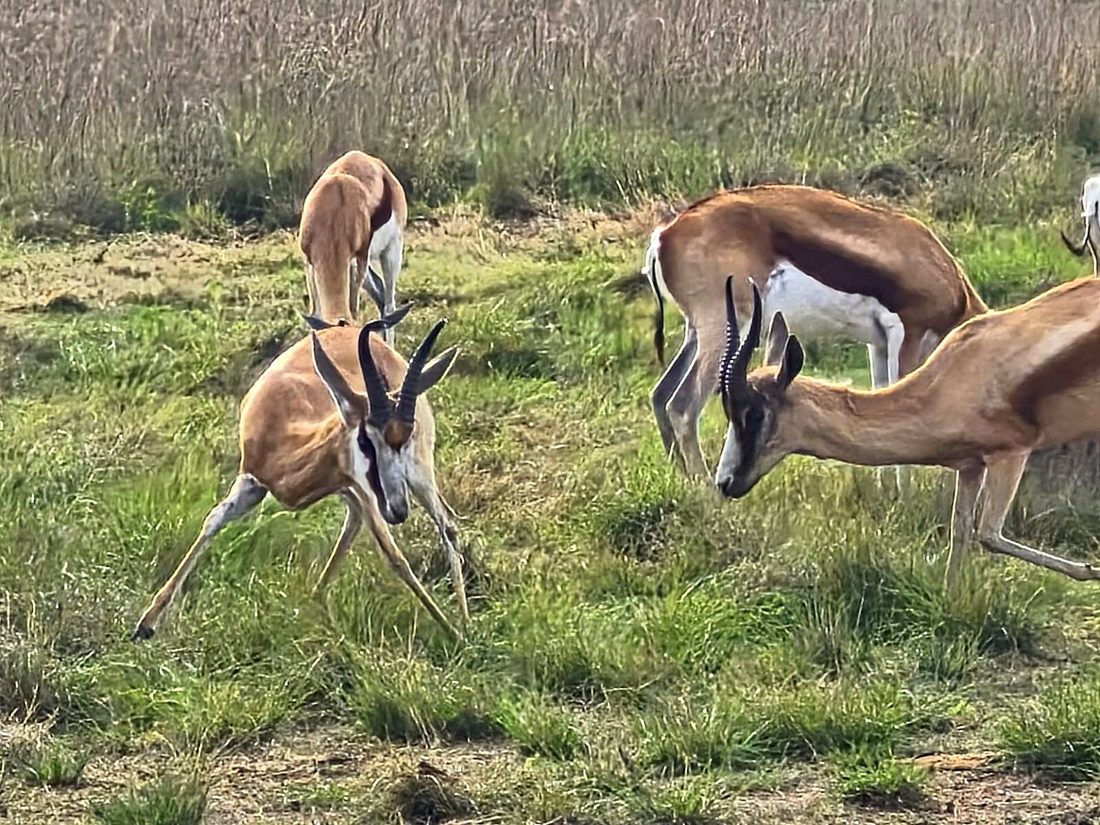 One of Bettie’s springbok cleaning team, photo 2