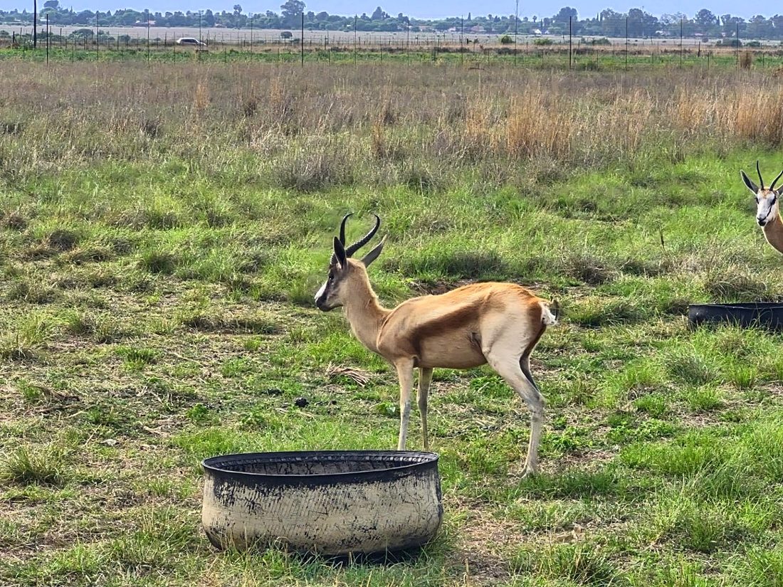 One of Bettie’s springbok cleaning team, photo 3