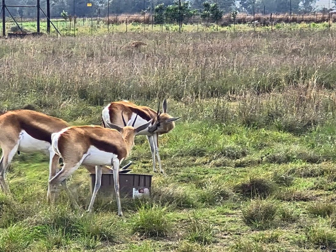 One of Bettie’s springbok cleaning team, photo 4
